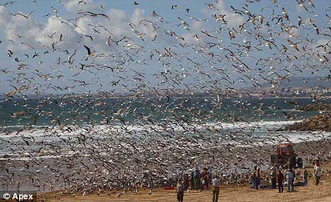 数万海鸥捕鱼的场面壮观